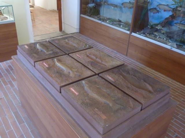 Haptické modely otisků ryb v měřítku 1:1 pro expozici Ryby a Lidé na tvrzi Žumberk. Zadavatel Jihočeské muzeum v Českých Budějovicích